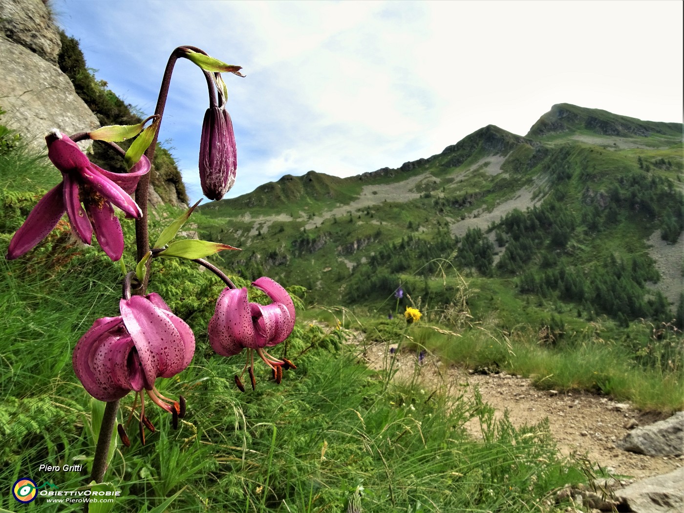 27  Giglio martagone (Lilium martagon) con vista in Valegino.JPG